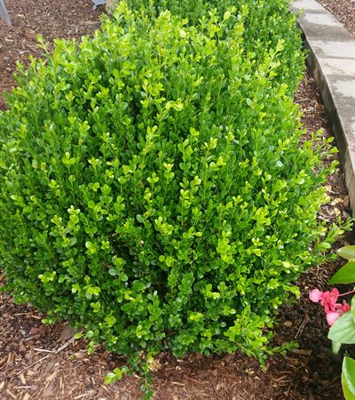 Boxwood Wintergreen